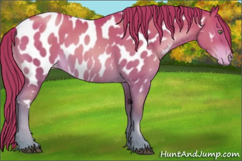 Horse Color:Brown Pearl Near Leopard