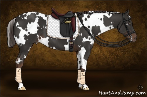 Horse Color:White Spotted Liver Chestnut 