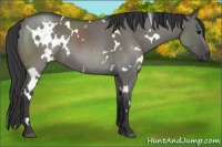 Horse Color:White Spotted Grullo Roan 