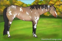 Horse Color:White Spotted Brown Dun Sabino Rabicano