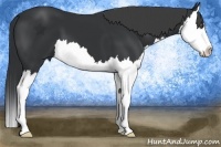 Horse Color:Black Splash
