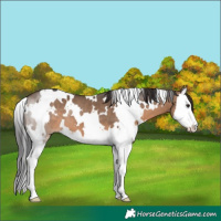 Horse Color:White Spotted Brown Dun Splash