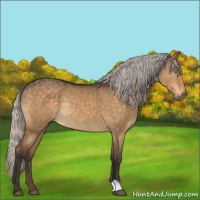 Horse Color:Silver Buckskin Dun Mushroom Rabicano 