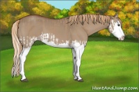 Horse Color:Red Dun Splash  and Red Dun Splash 
