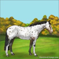 Horse Color:White Spotted Brown Sabino Appaloosa