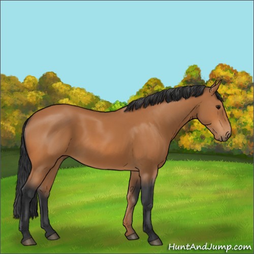 Horse Color:Bay 