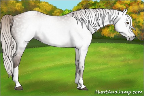 Horse Color:Gray Silver Black Pearl Tobiano 