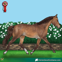 Horse Color:Chocolate Buckskin Sabino 