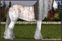 Horse Color:White Spotted Bay Splash  and White Spotted Bay Splash Tobiano 