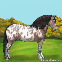 Horse Color:Bay Ice Appaloosa 