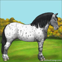 Horse Color:Black Ice Appaloosa