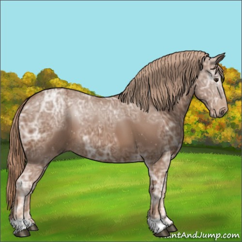 Horse Color:Chestnut Ice 