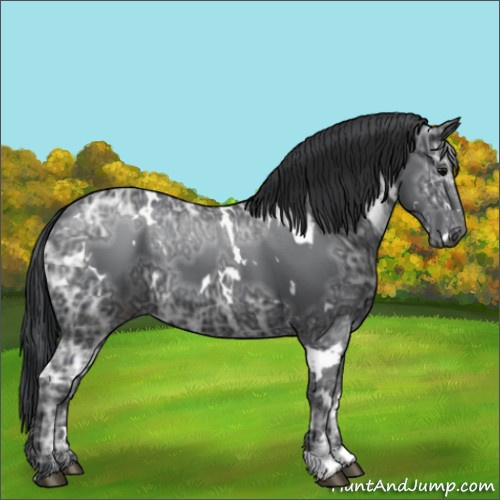 Horse Color:White Spotted Black Ice 