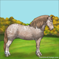 Horse Color:Chestnut Ice
