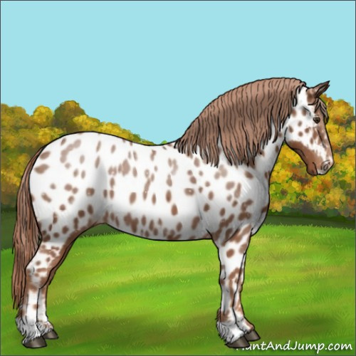 Horse Color:Chestnut Near Leopard 