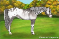 Horse Color:Platinum Chocolate Palomino Onyx Sabino Blanket Rabicano 