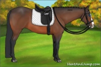 Horse Color:Bay Splash 