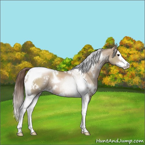 Horse Color:White Spotted Grullo Pearl Splash Tobiano Rabicano