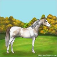 Horse Color:White Spotted Grullo Pearl Splash Tobiano Rabicano 