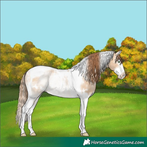 Horse Color:White Spotted Bay Pearl Dun Splash Tobiano Rabicano 