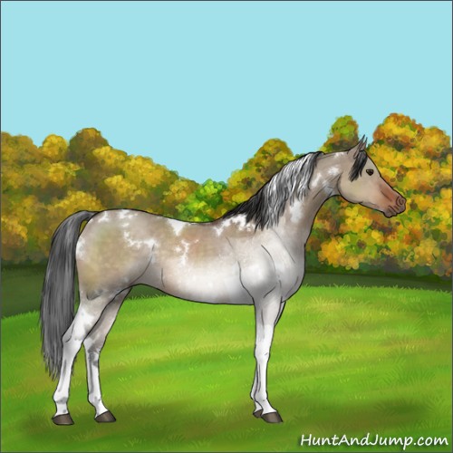 Horse Color:White Spotted Brown Dun Tobiano Rabicano 