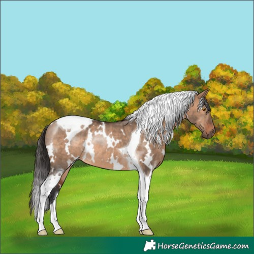 Horse Color:White Spotted Brown Dun Tobiano Rabicano 