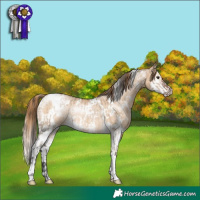 Horse Color:White Spotted Brown Dun Rabicano  and White Spotted Bay Pearl Dun Splash Rabicano 