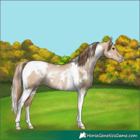 Horse Color:White Spotted Grullo Pearl Tobiano Rabicano 