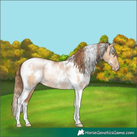 Horse Color:White Spotted Bay Pearl Dun Tobiano Rabicano 