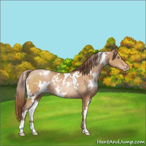 Horse Color:White Spotted Brown Pearl Rabicano 