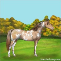 Horse Color:White Spotted Brown Pearl Rabicano