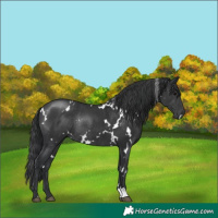 Horse Color:White Spotted Black Rabicano 