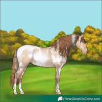 Horse Color:White Spotted Bay Pearl Dun Rabicano 