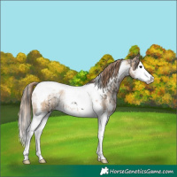 Horse Color:White Spotted Grullo Splash Tobiano Rabicano and White Spotted Grullo Pearl Splash Tobiano Rabicano