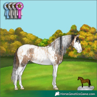 Horse Color:White Spotted Bay Pearl Dun Splash Rabicano and White Spotted Brown Dun Splash Tobiano Rabicano