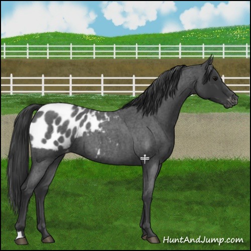 Horse Color:Blue Roan Appaloosa 