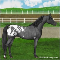 Horse Color:Blue Roan Appaloosa 