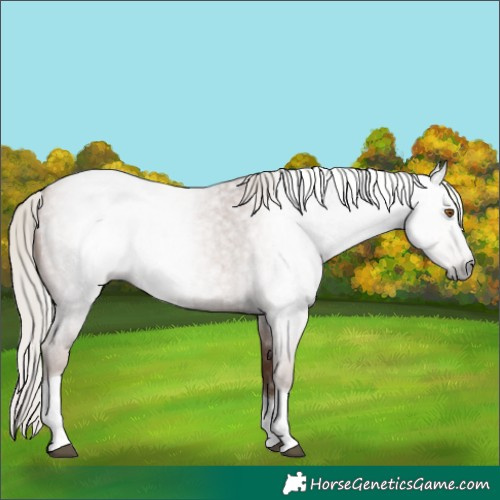 Horse Color:Gray Silver Blue Roan Pearl Tobiano 