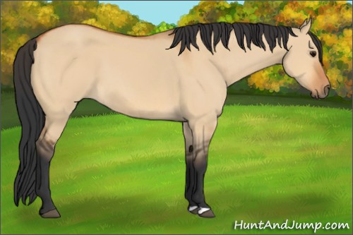Horse Color:Bay Dun 