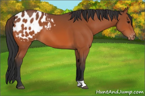 Horse Color:Bay Appaloosa 