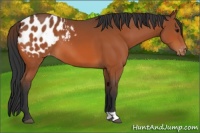 Horse Color:Bay Appaloosa 