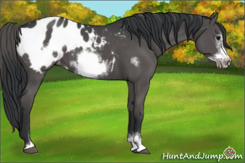 Horse Color:Black Sabino Frame Appaloosa