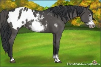 Horse Color:Black Sabino Frame Appaloosa 