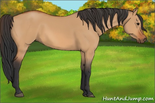 Horse Color:Bay Dun 