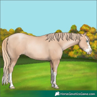 Horse Color:Gold Champagne Pearl Rabicano and Gold Champagne Pearl Splash Rabicano