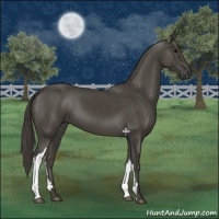 Horse Color:Smoky Black 