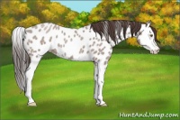 Horse Color:Classic Champagne Roan Splash Appaloosa