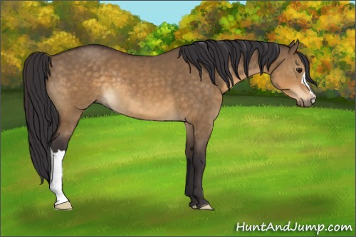 Horse Color:Buckskin Dun 