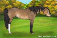 Horse Color:Buckskin Dun