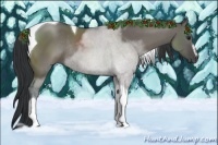 Horse Color:Grullo Sabino Tobiano Rabicano